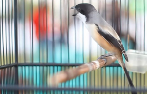 Cara Memandikan Burung Cendet Dengan Baik Dan Benar