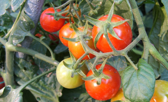 manfaat tomat untuk burung