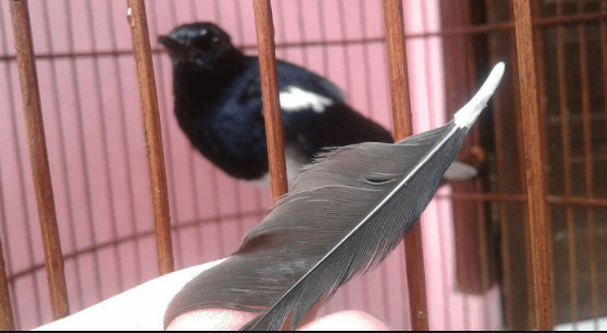 panduan perawatan bulu burung agar cepat tumbuh