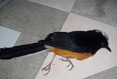 Penyebab Burung Mati Mendadak Yang Harus Diwaspadai