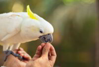 Makanan Burung Kaka Tua Jambul Kuning