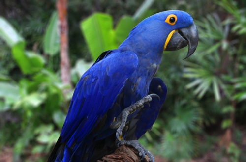 Harga Burung Macaw Hyacinth