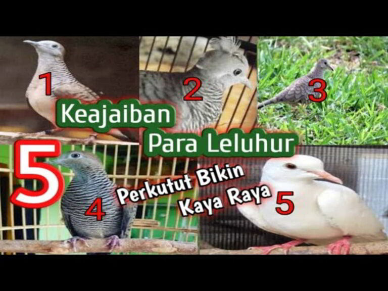 5 Jenis Burung Perkutut Pembawa Rejeki 